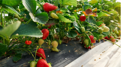 Садовая земляника