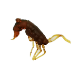 Рыболовные, силиконовые приманки. Рачки мормыш RuBaits Shrimp креветка. Набор для рыбалки на щуку, судака, окуня, форель. Зимняя рыбалка, микроджиг.