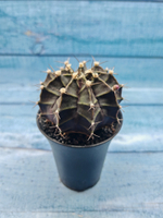Gymnocalycium Mihanovichii black (Гимнокалициум)