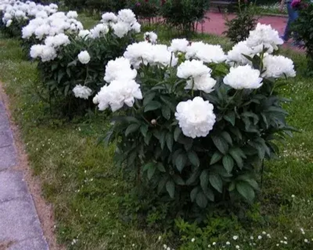 Пион Amalia Olson (корень 3/5 почек)