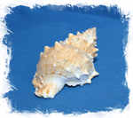 Бурса Лиссостома, 12-15см, 1шт