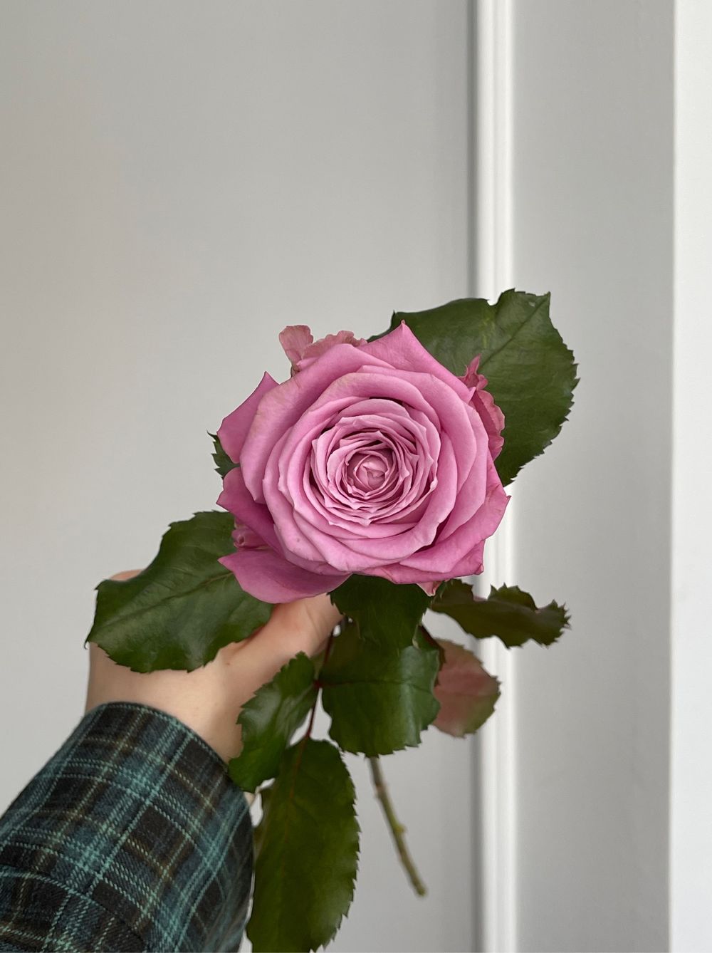 Фиолетовые одноголовые розы