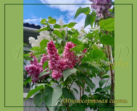 Сирень Трехсортовая (разные комбинации)