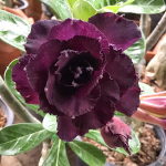 Адениум обесум MAD LADY