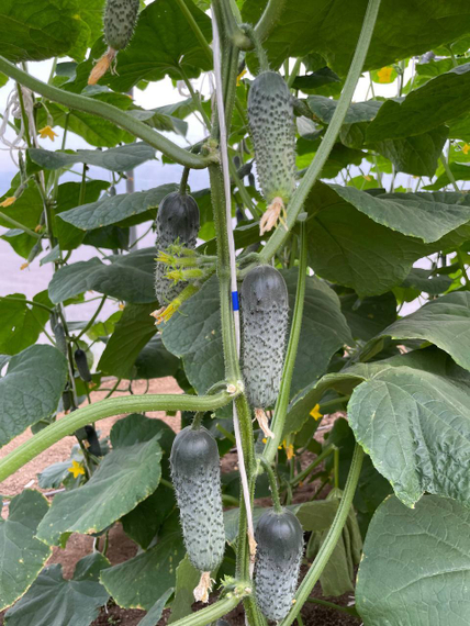 Ромара F1 семена огурца партенокарпич Rijk Zwaan-Райк Цваан купить оптом – фото 6