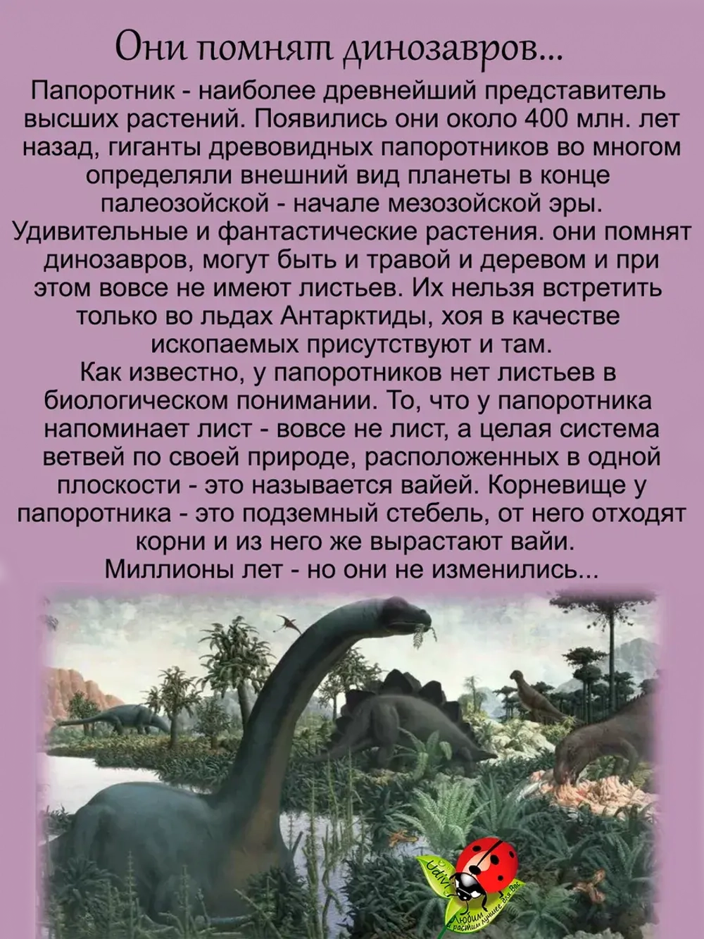 Кочедыжник Сильвер Фолс папоротник