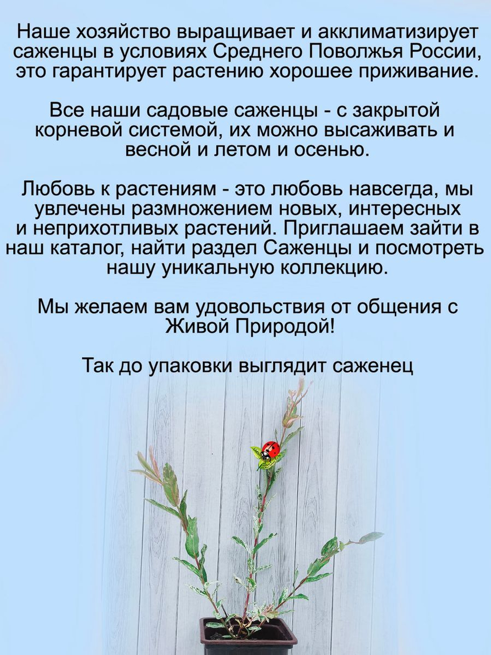 Ива Хакуро Нишики кустарник
