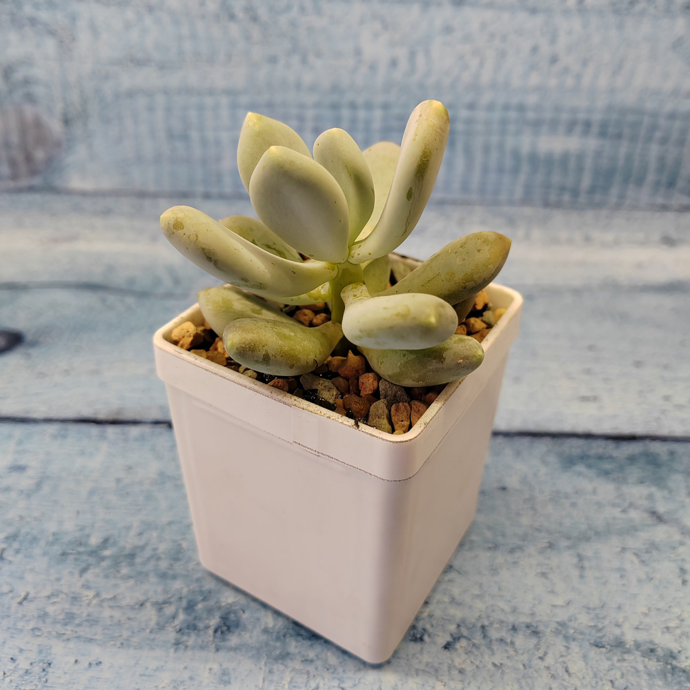 Pachyphytum Glutinicaule (Пахифитум)