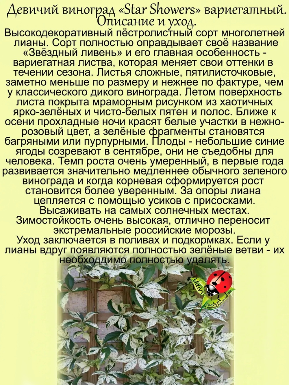 Девичий виноград Звездный ливень Стар Шауэрс вариегатный