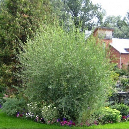 Ива Ледебура