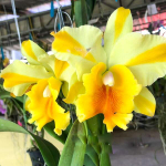 Орхидея ринкаттлеанте RTH. SIAM SKYLINE GOLDEN CROWN