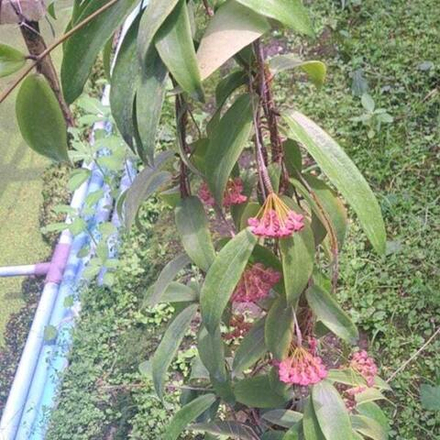 Хойя BLASHERNAEZII