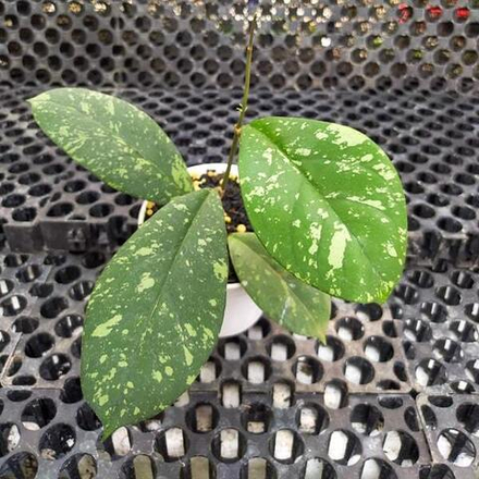 Хойя MERIDITHII BENGKULU