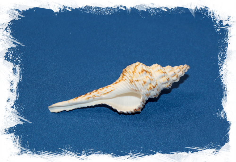 Fusinus nicobaricus, Фусинус Никобарикус