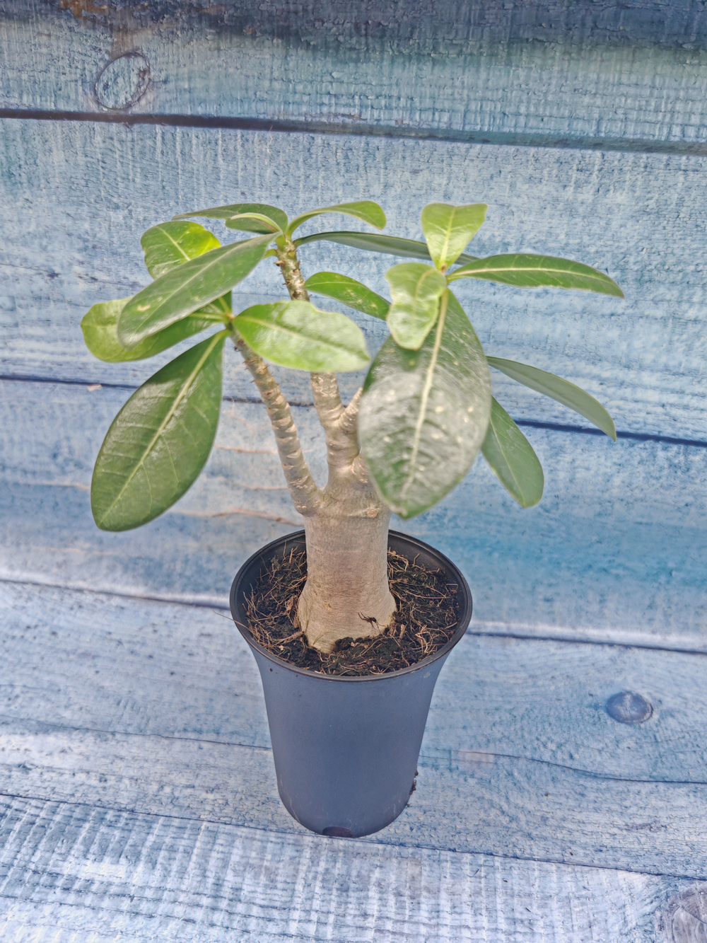 Adenium Baobab (Адениум)