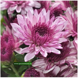 Хризантема мультифлора Sanbeam pink bicolor ☘ м.7 🌺 (нет в наличии)