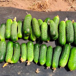 огурец Сибат F1