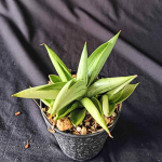 Сансевиерия ICEMAN