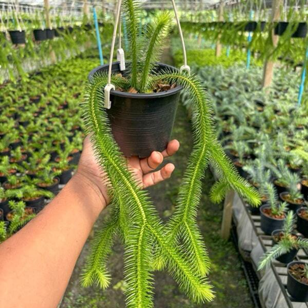 Хуперция H.SQUARROSA THAILAND 5" (P166)