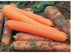 ЧЕМПИОН F1 семена моркови (Syngenta | Alexagro)