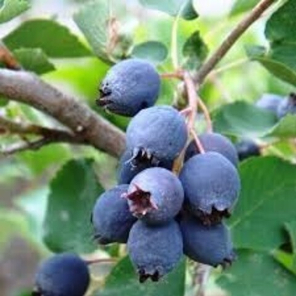 Ирга Дружная