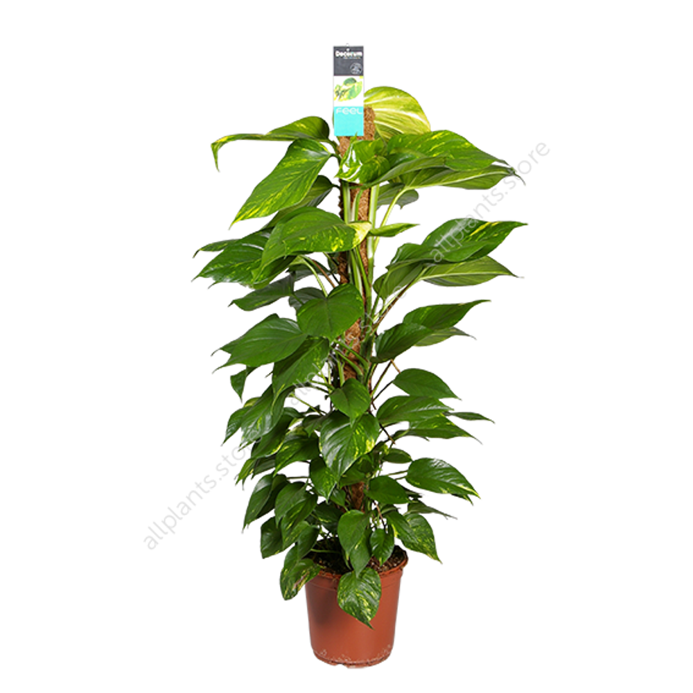 Эпипремнум на опоре