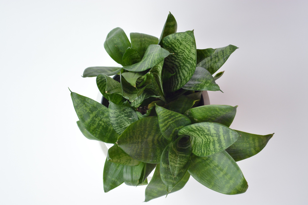 Сансевиерия Ханни / Sansevieria Hanny