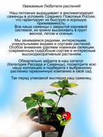 Мята Джинджер имбирная вариегатная