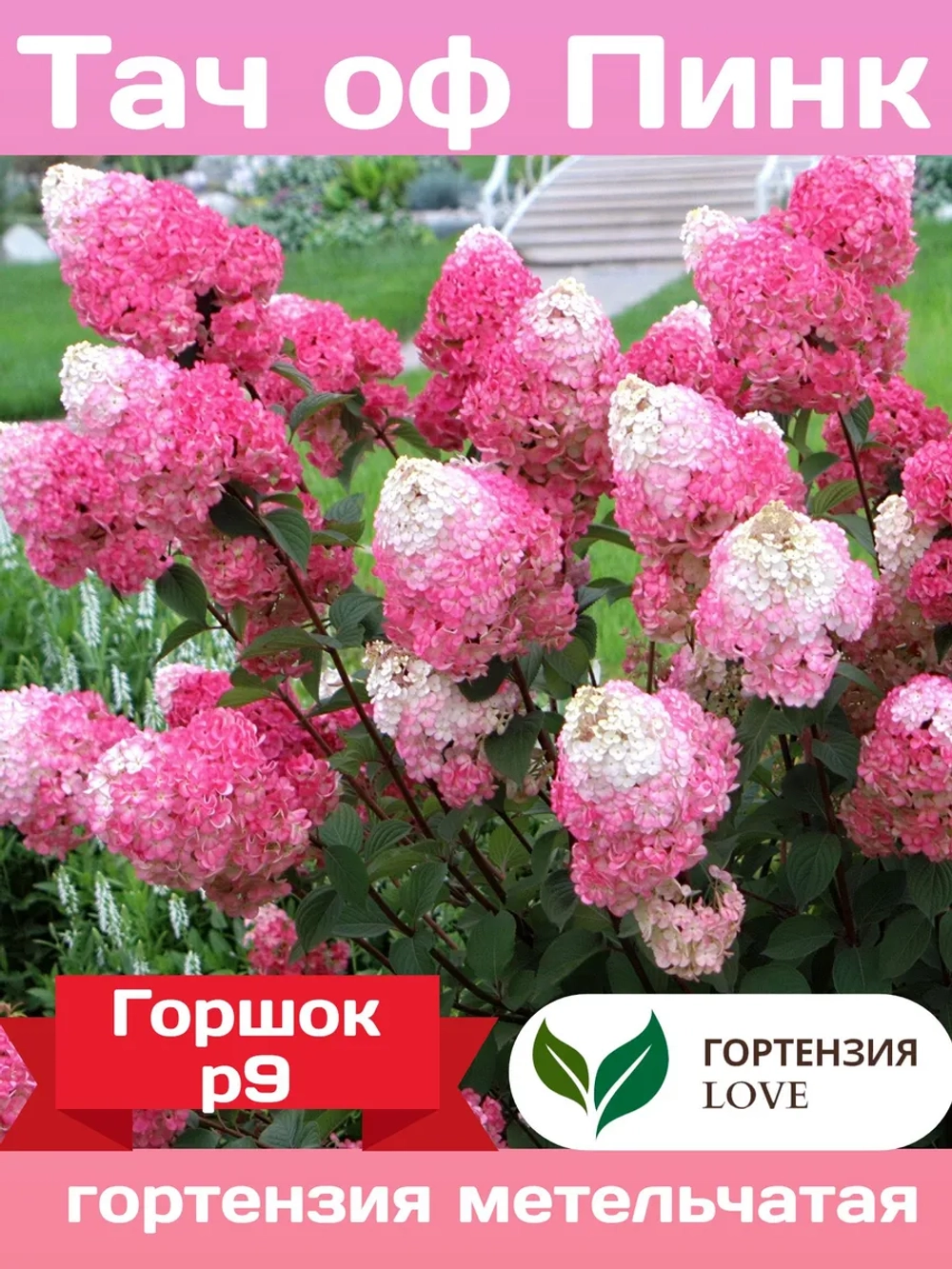 Тач оф Пинк гортензия метельчатая