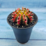 Gymnocalycium Variegata (Гимнокалициум Вариегатный)
