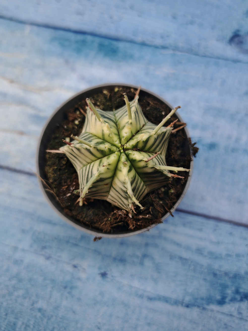 Euphorbia meloformis f. Variegated (Эуфорбия вариегатная)