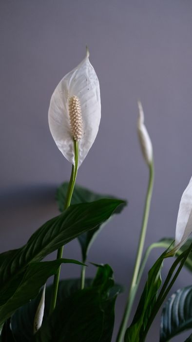 Спатифилум Д21