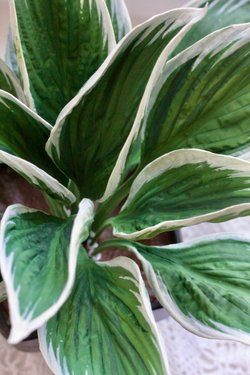 Вайнер лист Хосты ClayCraft by DECO™