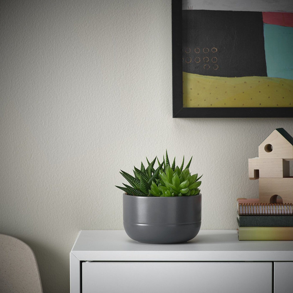 IKEA SUCCULENT  (ИКЕА СУССУЛЕНТ)  -  Горшечное растение, суккулент разных цветов, 14 см