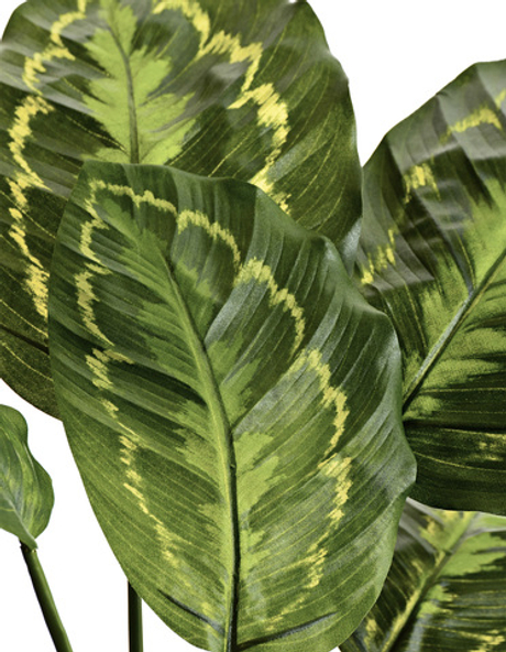 Калатея Розеопикта зелёная куст