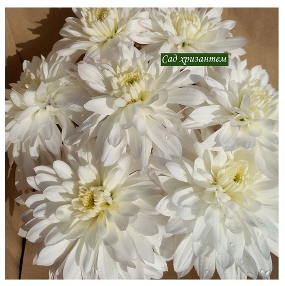 Хризантема крупноцветковая Calabria white ☘🌻 к.71  (временно нет в наличии)