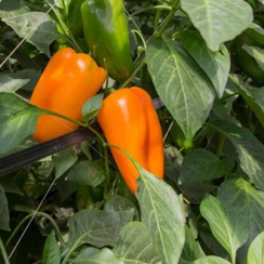 Триора F1 семена перца сладкого (Rijk Zwaan / Райк Цваан)