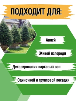 Саженец Пихта сибирская