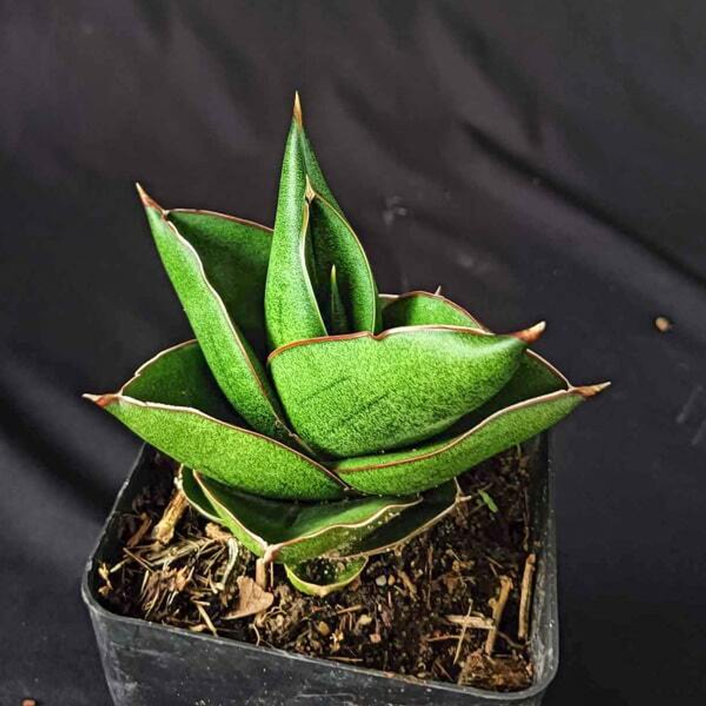 Сансевиерия NOAH'S ARCH