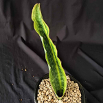 Сансевиерия DRACO VAR