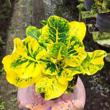 Кротон KWAK THONG KAM