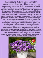 Калибрахоа Лавандовое колибри