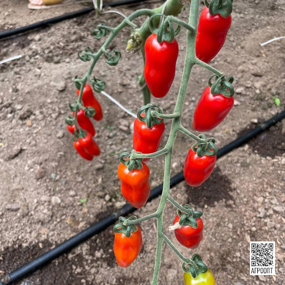 Идолини F1 семена томата индетерминантного (Rijk Zwaan / Райк Цваан) культура – фото 12