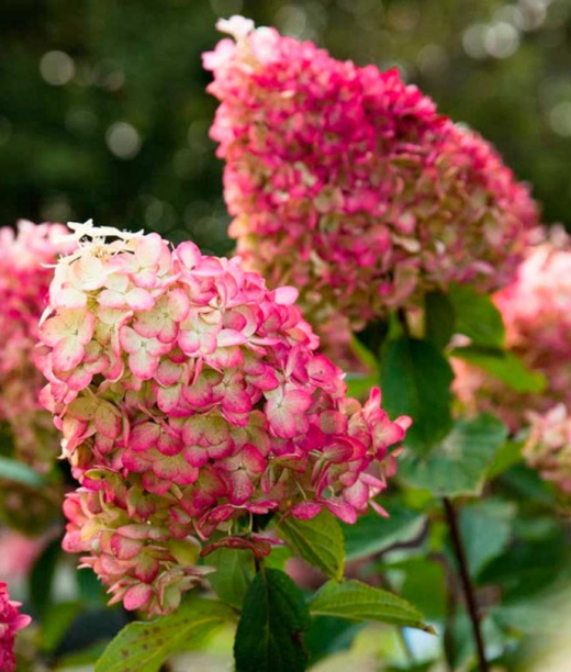 Гортензия метельчатая Колорфул Коктейл Р9 Закупка М59 апрель 2026