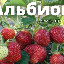 САЖЕНЦЫ КЛУБНИКИ