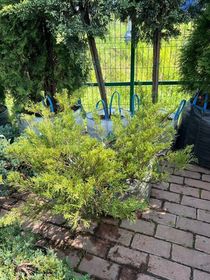 МОЖЖЕВЕЛЬНИК