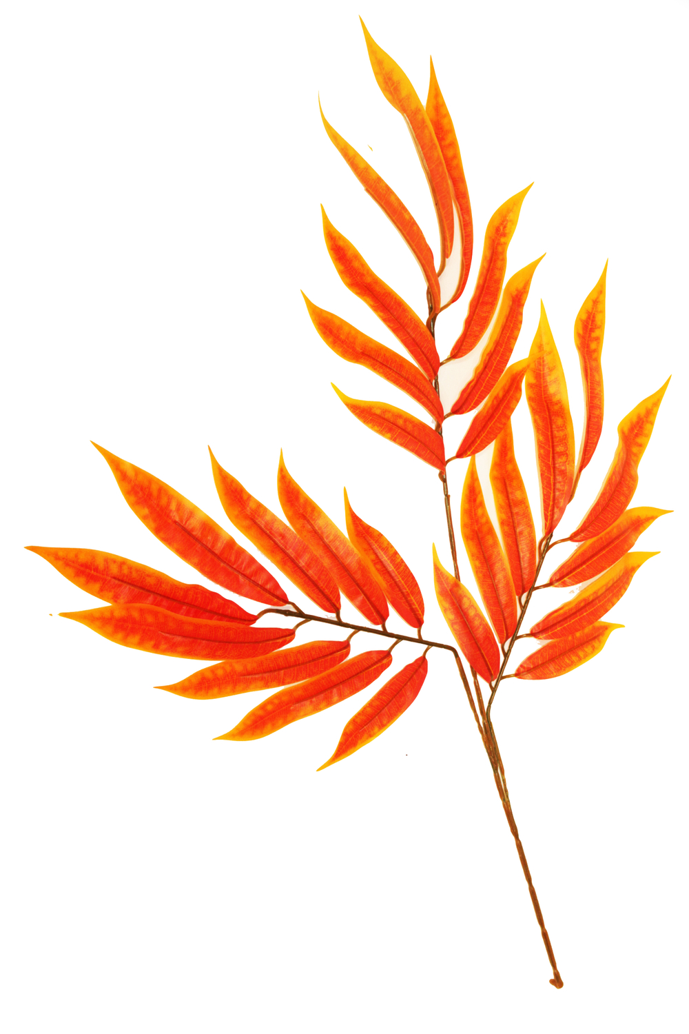 Ветка акации/зелень, осень