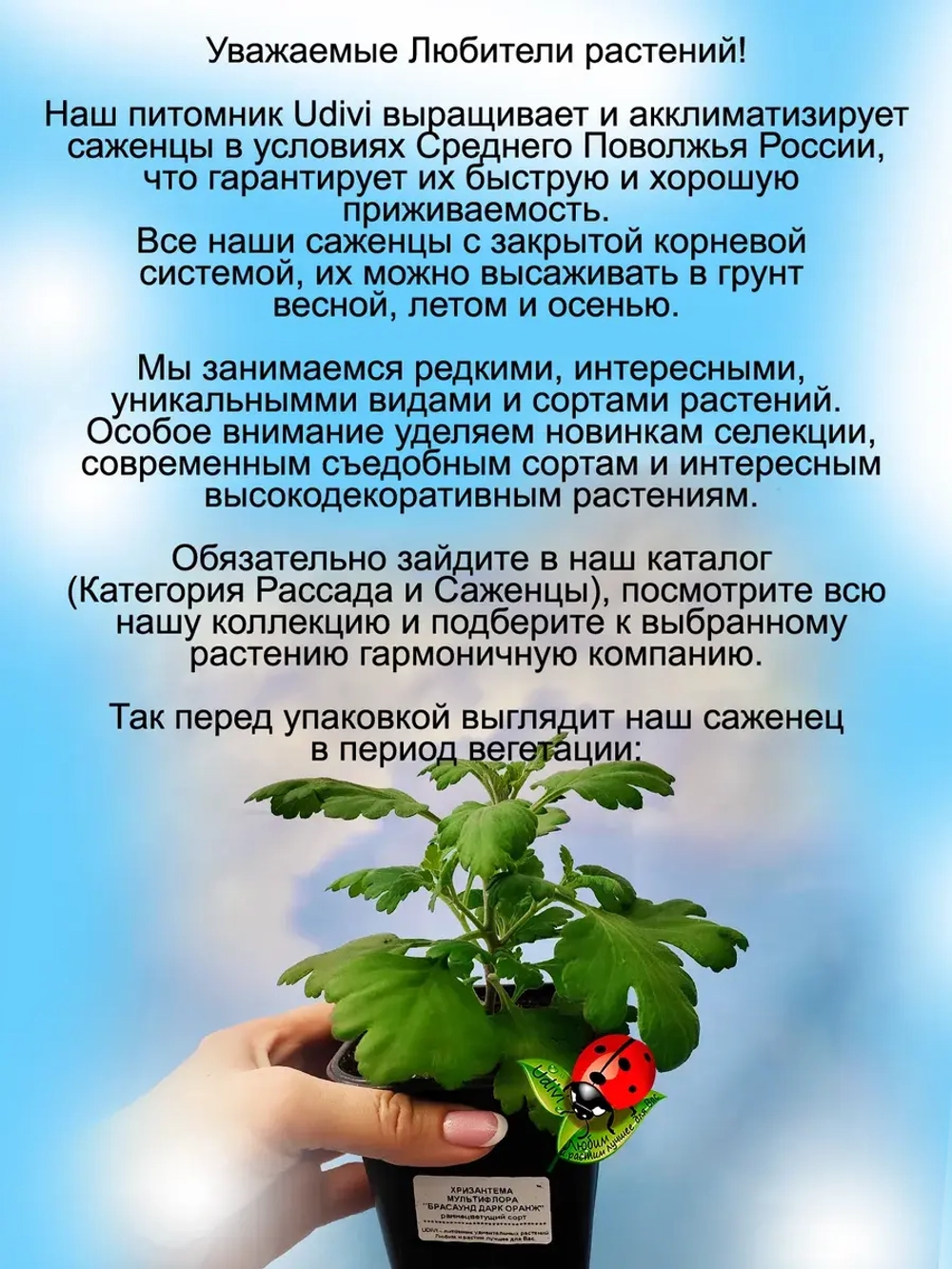 Хризантема Бранхилл Ред мультифлора