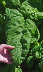 Семена Шпинат Матадор 1,5гр (УД) Е/П