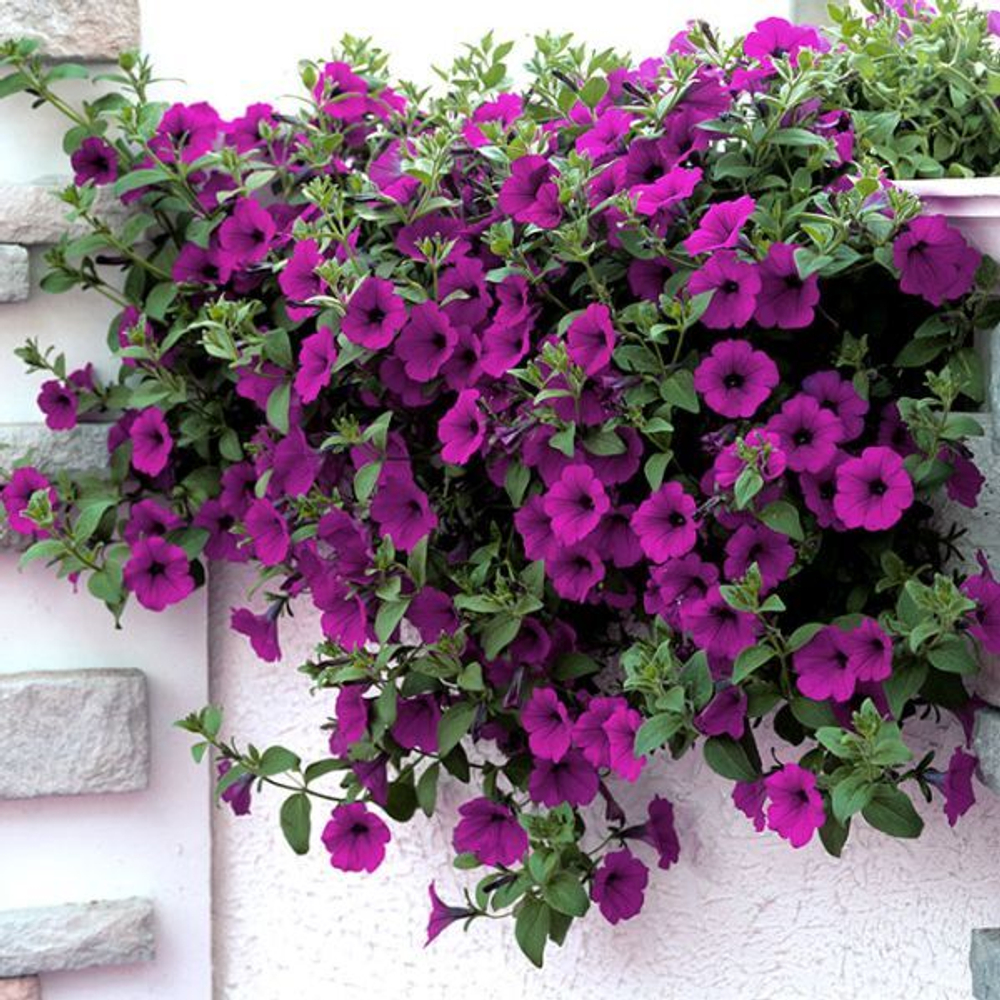 Петуния ампельная Опера Парпл F1 (50др) Витагрин Профи